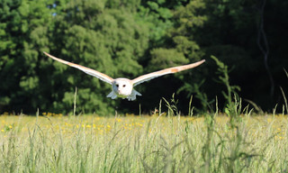 Super Senses: The Secret Power of Animals