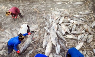 Sushi-Hunger - Lifestyle mit Schattenseiten