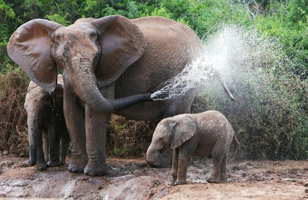 Still uit Secrets of the Elephants