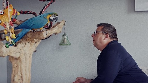 Paradijsvogels op de Veluwe