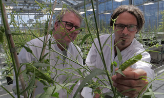 The secret genius of plants