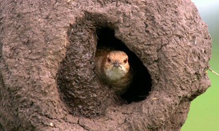 Tierische Superbauten
