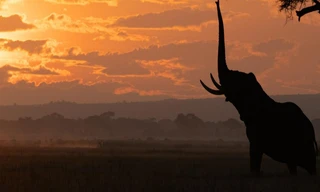 Tusker: Broederschap van Olifanten