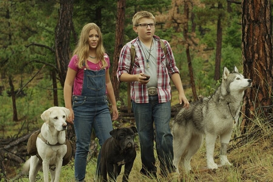 Timber the Treasure Dog