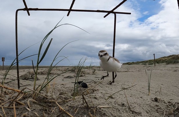 Een vogel op het strand