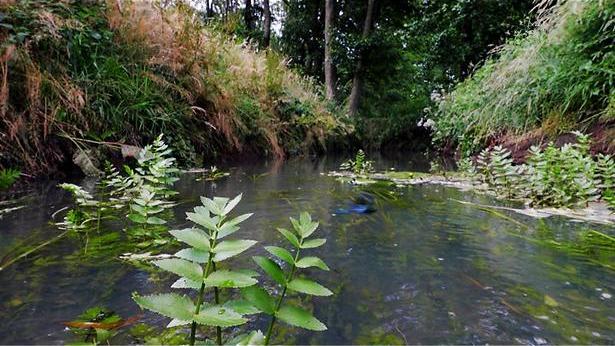 Een woud vol waterwerken in Wildernis Onder Water