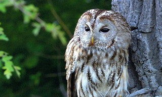 Wiener Wälder - Grüne Juwele