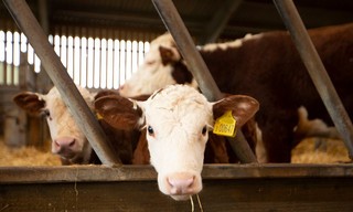 Wilde verhalen van de boerderij