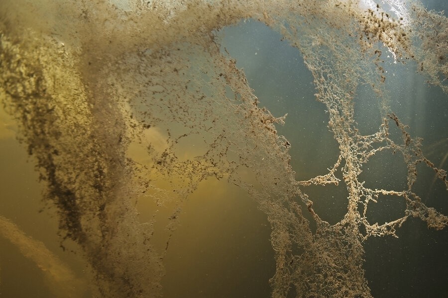 Wildernis onder water