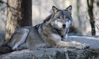 Yellowstone - Das Geheimnis der Wölfe