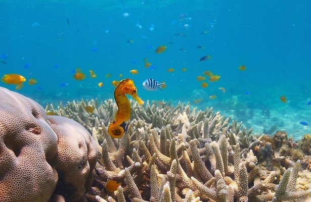 Puff: Wonders of the Reef