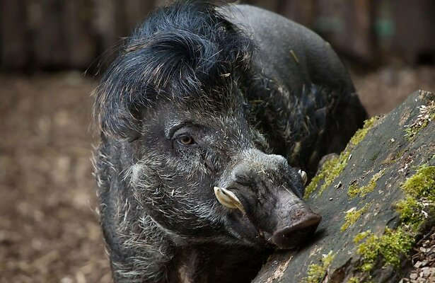 Still uit Het Echte Leven in de Dierentuin
