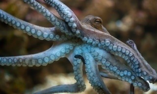 13 uur om te overleven