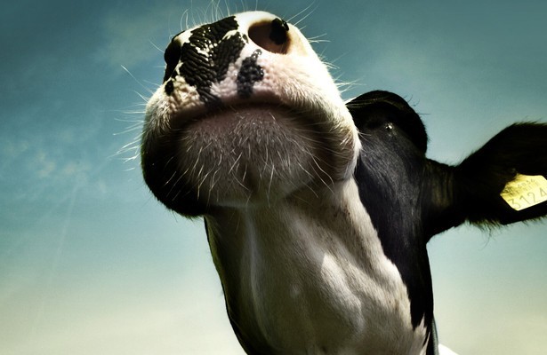 2Doc: Het Mysterie van de Melkrobots