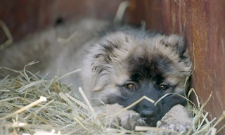 360° Reportage: Georgien - Die Schäferhunde der Mönche