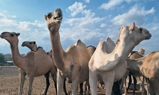 360° Reportage: Kenia - Die Milch der Dromedare