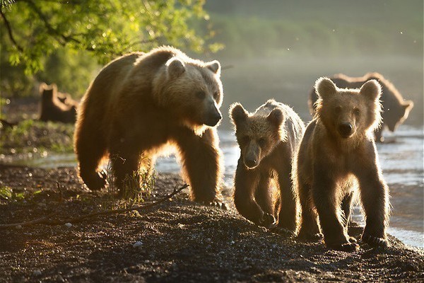Kamelen zoeken water in A perfect planet