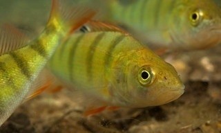 Aal und Co - Süßwasserwelten der Niederlande