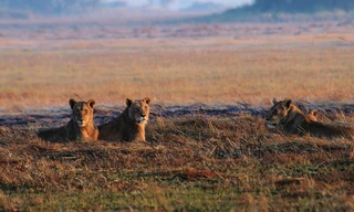 Africa's deadly kingdom