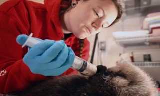 Alaska Animal Rescue: Pint Sized Survivors Compilation