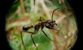 Ameisen - Die heimliche Weltmacht