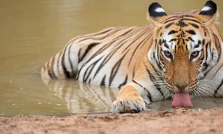 Amur Tiger: Secret Kingdom