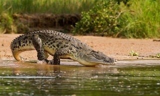 An den Ufern des Nil