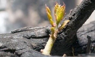 Asche und Wiedergeburt, in Spaniens Wäldern