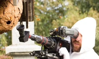 Asia's Killer Hornets