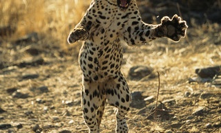 Attack of the big cats