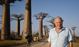Attenborough and the giant egg