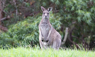 Australiens Südosten - Von Sydney nach Melbourne