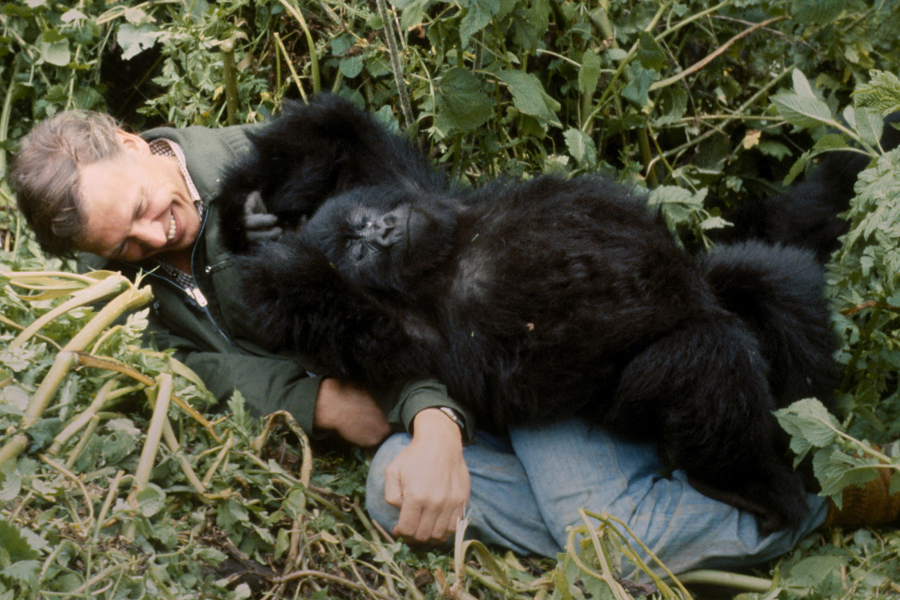 A Gorilla Story: Told by David Attenborough