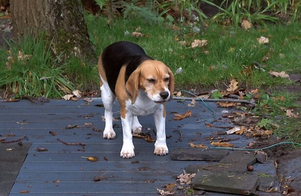 Beagle Babs in Chateau Meiland.