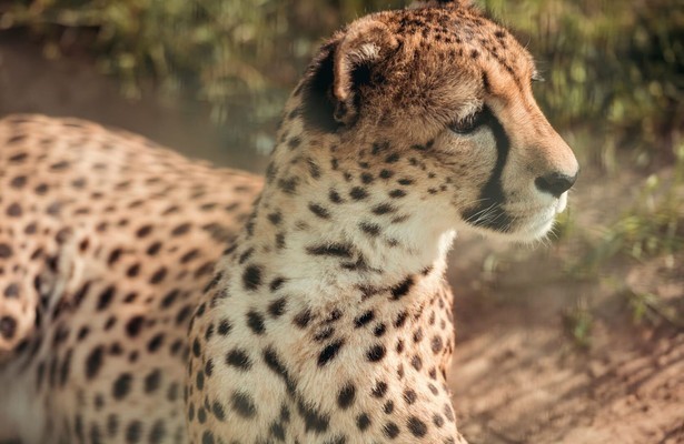 Jaguar in Bij Ons in de Dierentuin