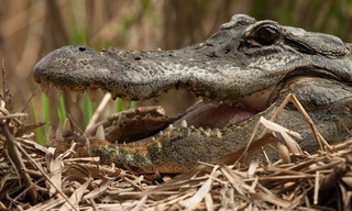 Battle of the Swamp Dragons