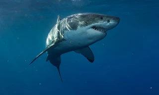 Beesten van de Grote Oceaan