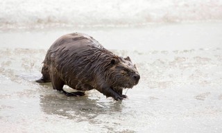 Böhmen - Land der hundert Teiche