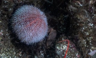 Britain's Secret Islands