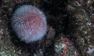 Britain's Secret Islands