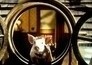 Babe: Pig in the City