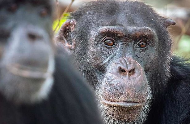 Nieuwe natuurserie op NPO 1: Dynasties