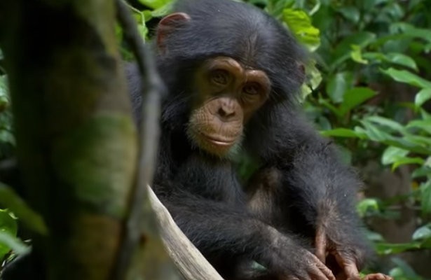 Disney Plus-tip: Chimpanzee