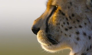 Cheetahs Up Close with Bertie Gregory