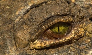 Croc Wars: Grumeti Vs Mara