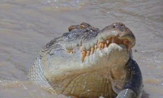 Crocodile - Australia's Greatest Survivor