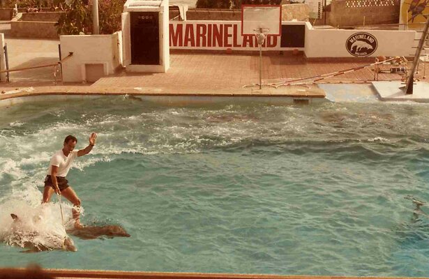 ¿Qué le Pasó al Rey de los Delfines? 