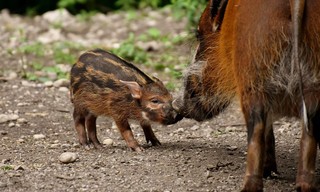Das erste Jahr in der Wildnis