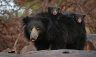 Das wahre Dschungelbuch