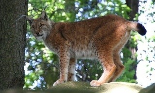 Das Waisenhaus für wilde Tiere